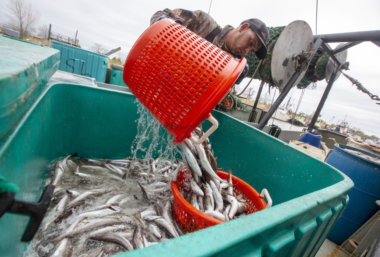 پابندیوں کے باوجود روسی ماہی گیری صنعت کی ترقی