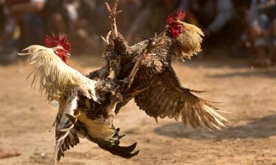 بھارت میں لڑاکا مرغوں نے دو افراد کی جان لی