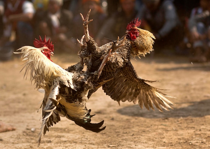 بھارت میں لڑاکا مرغوں نے دو افراد کی جان لی