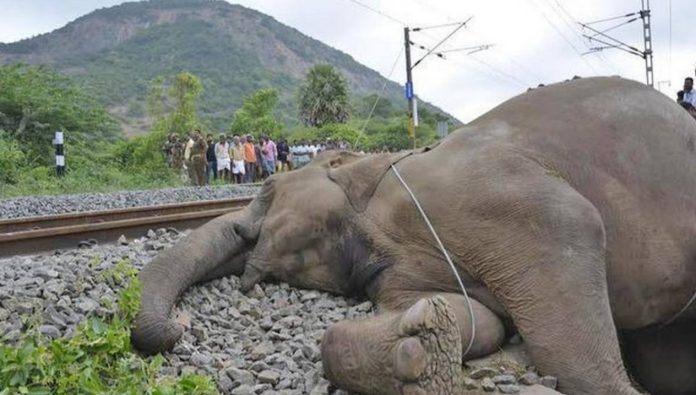 بھارت میں تین ہاتھی ٹرین کی ٹکر سے ہلاک