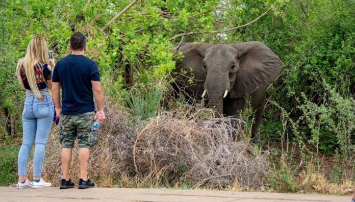 زمبابوے میں پانچ ماہ کے دوران ساٹھ افراد کو ہاتھیوں نے روند ڈالا