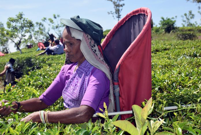 سری لنکا میں چائے کی پیداوار میں کمی ہوگئی