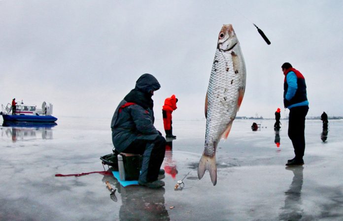 روس میں پکڑی گئی مچھلیاں جاپانی تابکار مادے کی آلودگی سے پاک ہیں، روس
