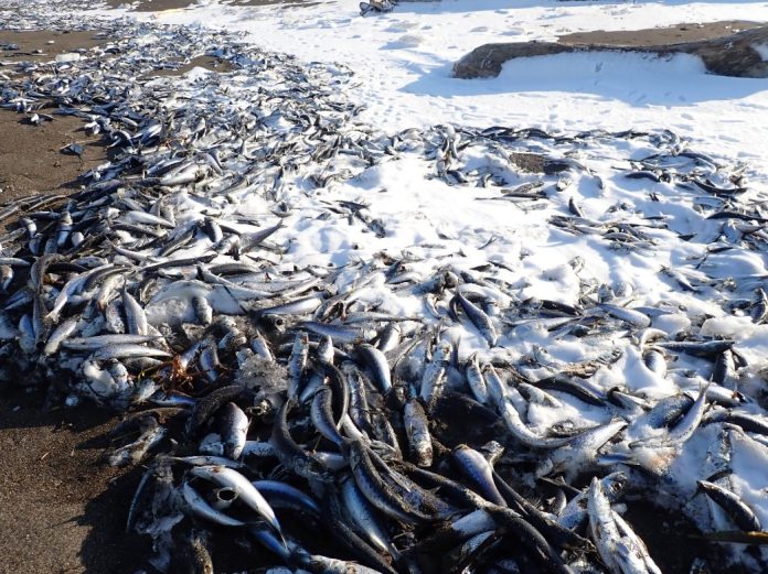 جاپان کے سمندر میں ہزاروں ٹن مچھلیاں مردہ ہوگئیں