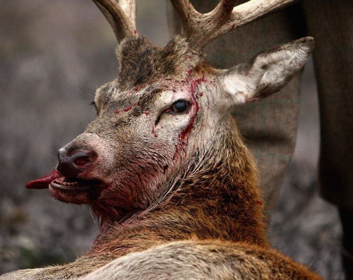 Zombie Deer Disease