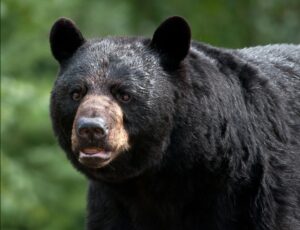 Black bear