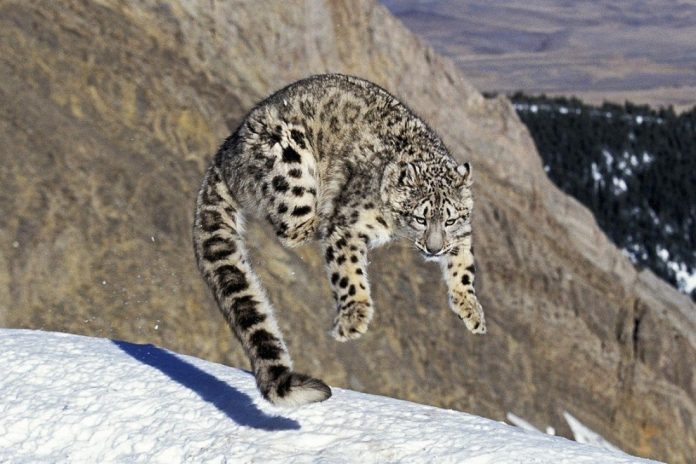 snow leopard