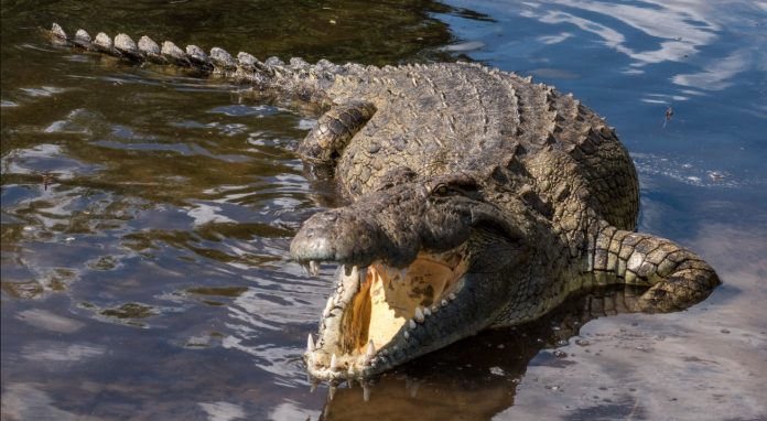 crocodile