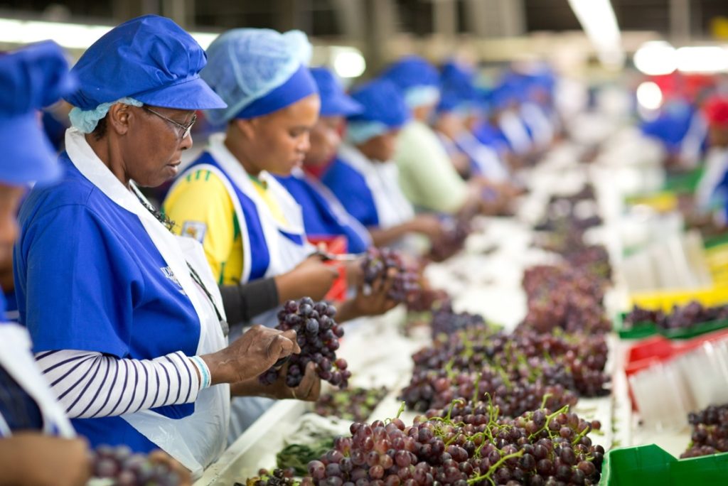 South Africa fruits