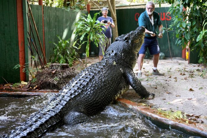 World's largest crocodile died