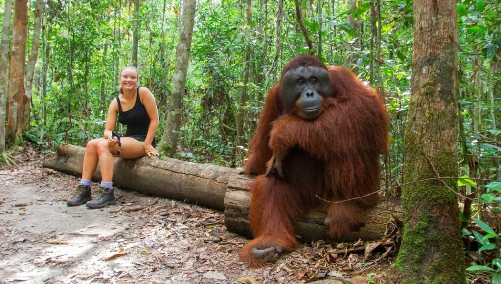 orangutan monkey