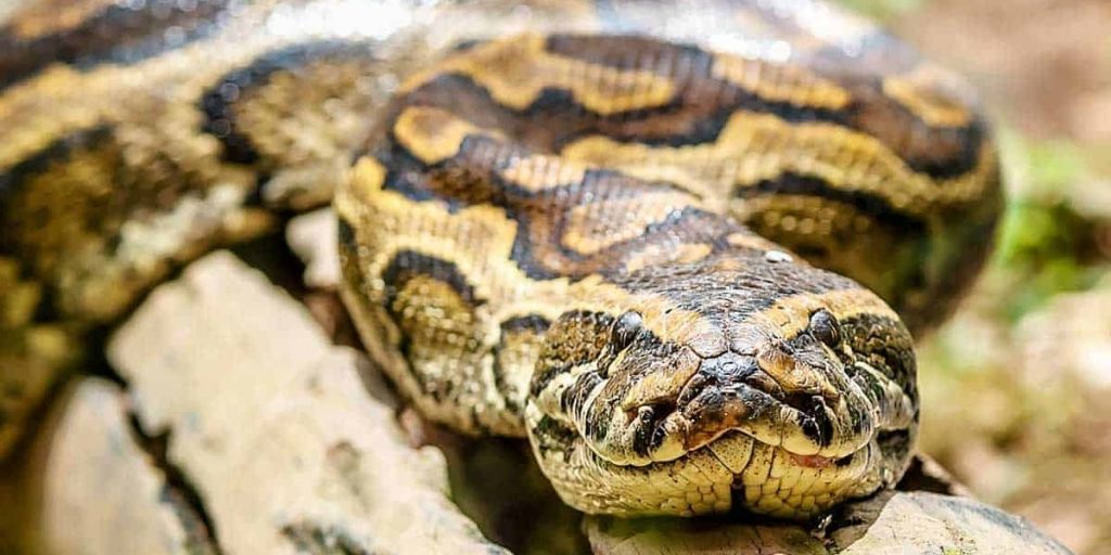 Python