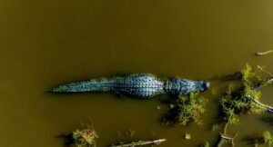 Alligator