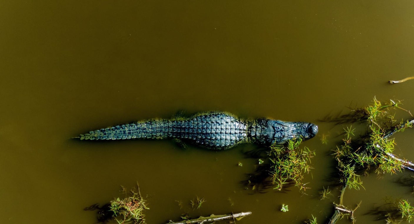 Alligator