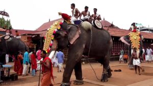 elephant