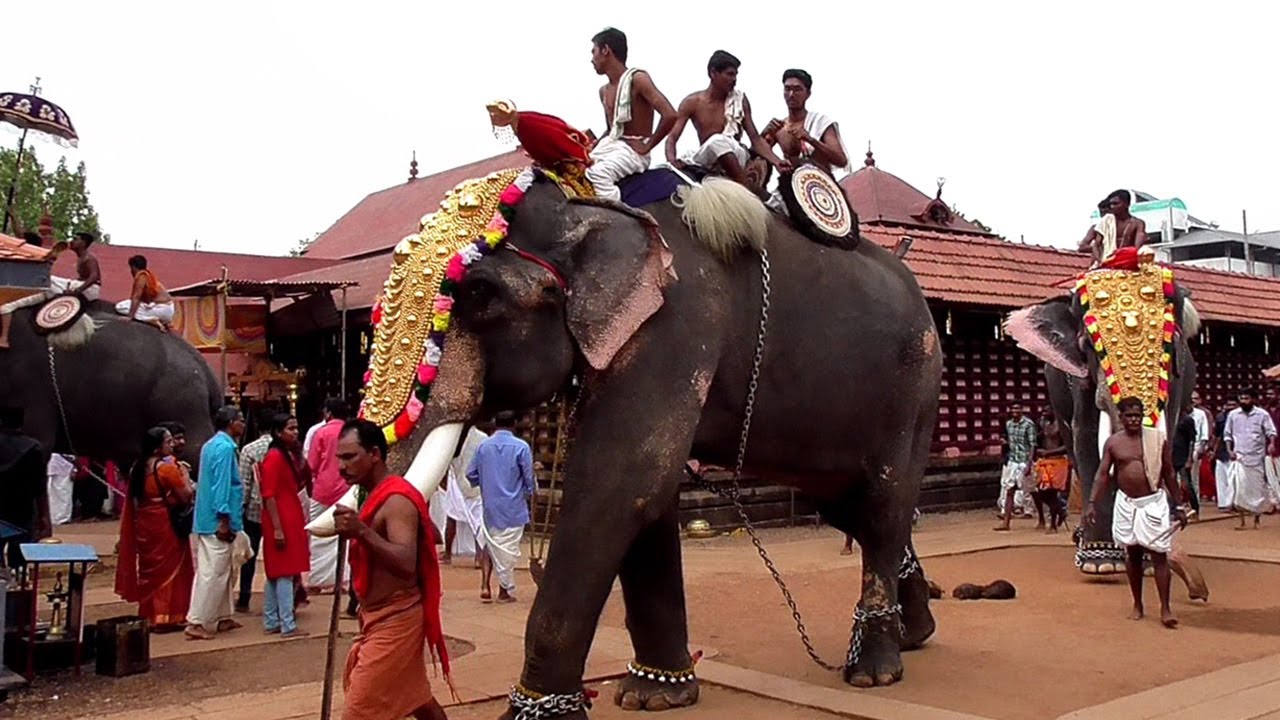 elephant