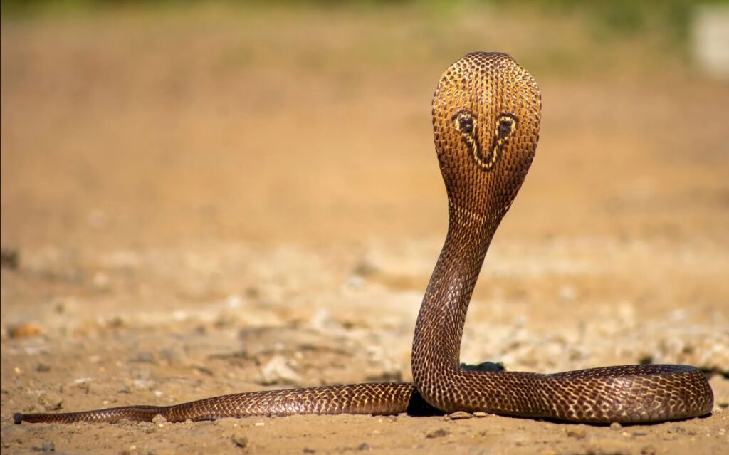 Cobra