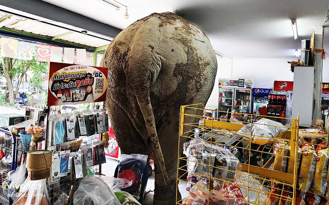 wild elephant visit Thai grocery store