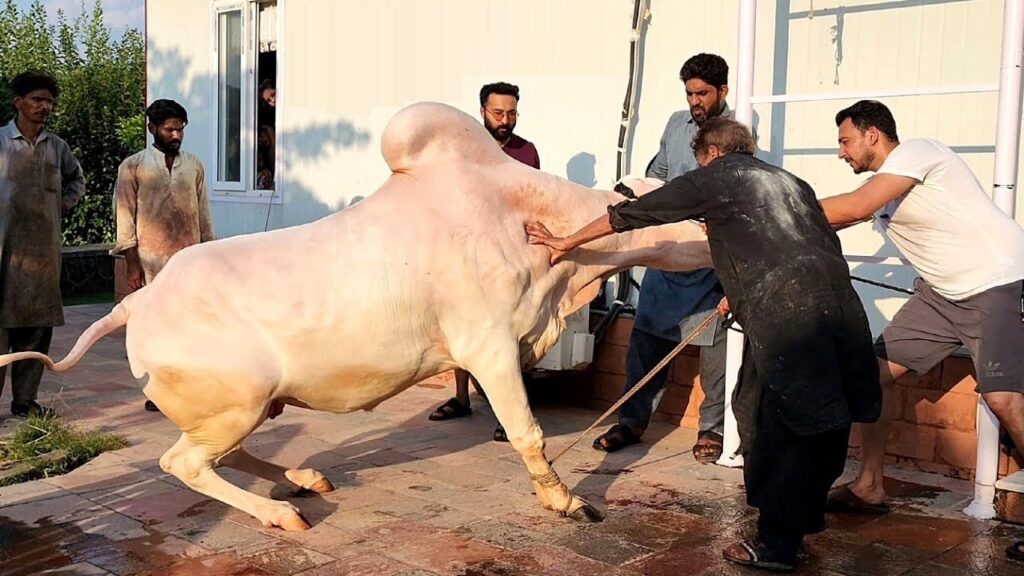 Eid Ul Adha