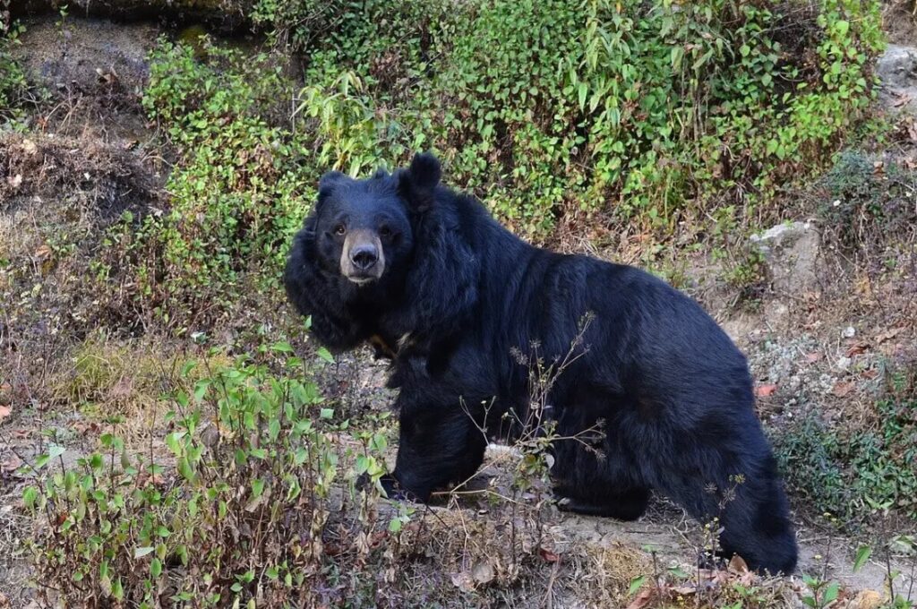 black bear