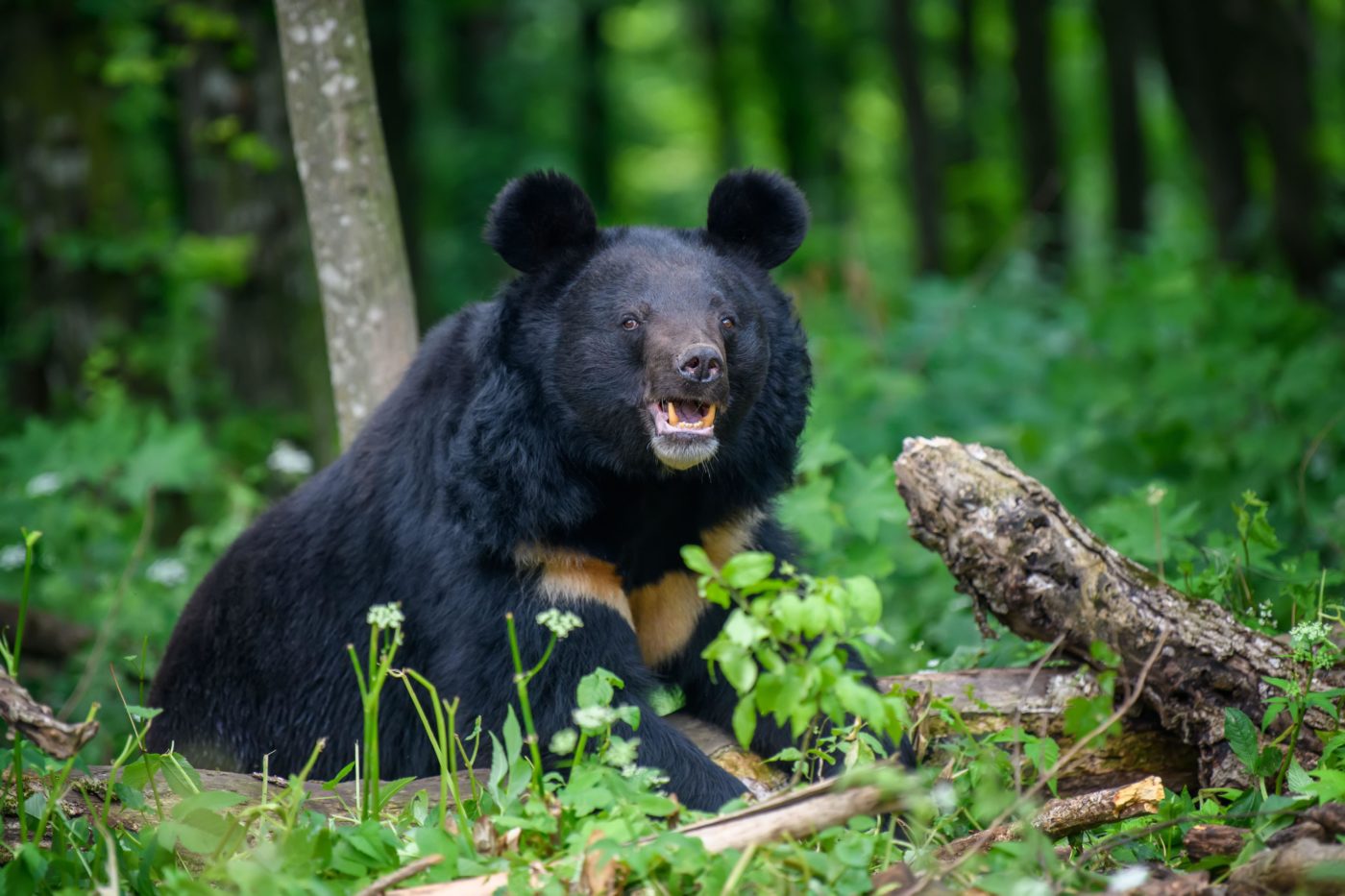 Black Bear