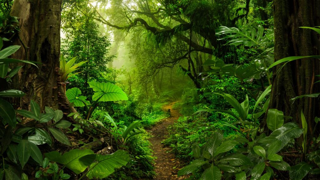 Rain forest