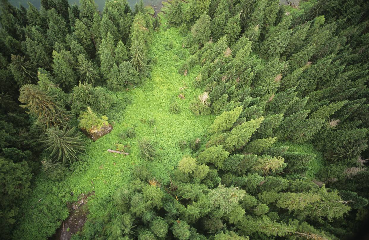 forest