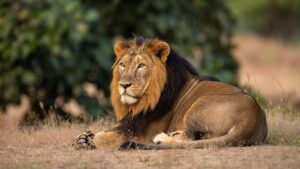 Asiatic Lion
