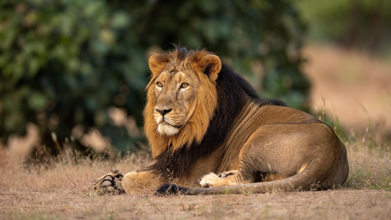 Asiatic Lion