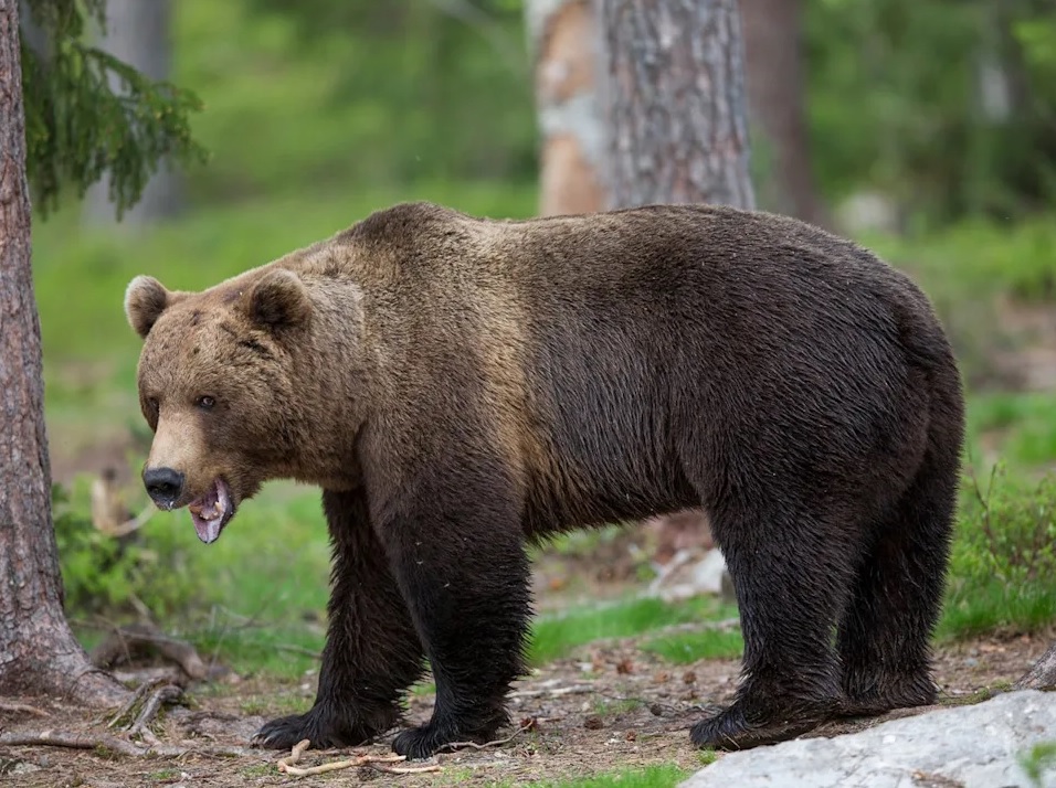 Brown bear