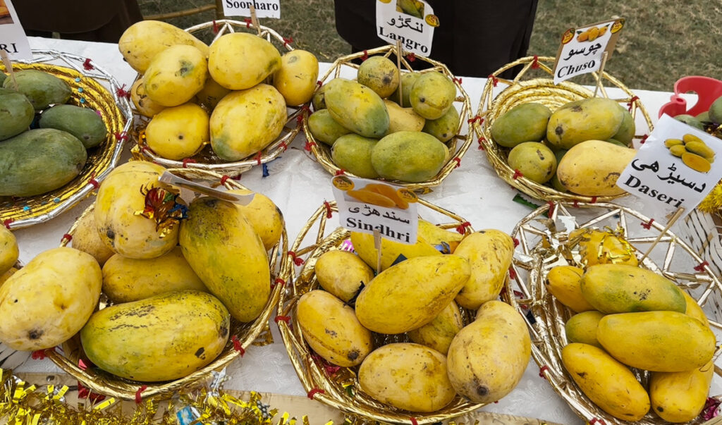 Mango