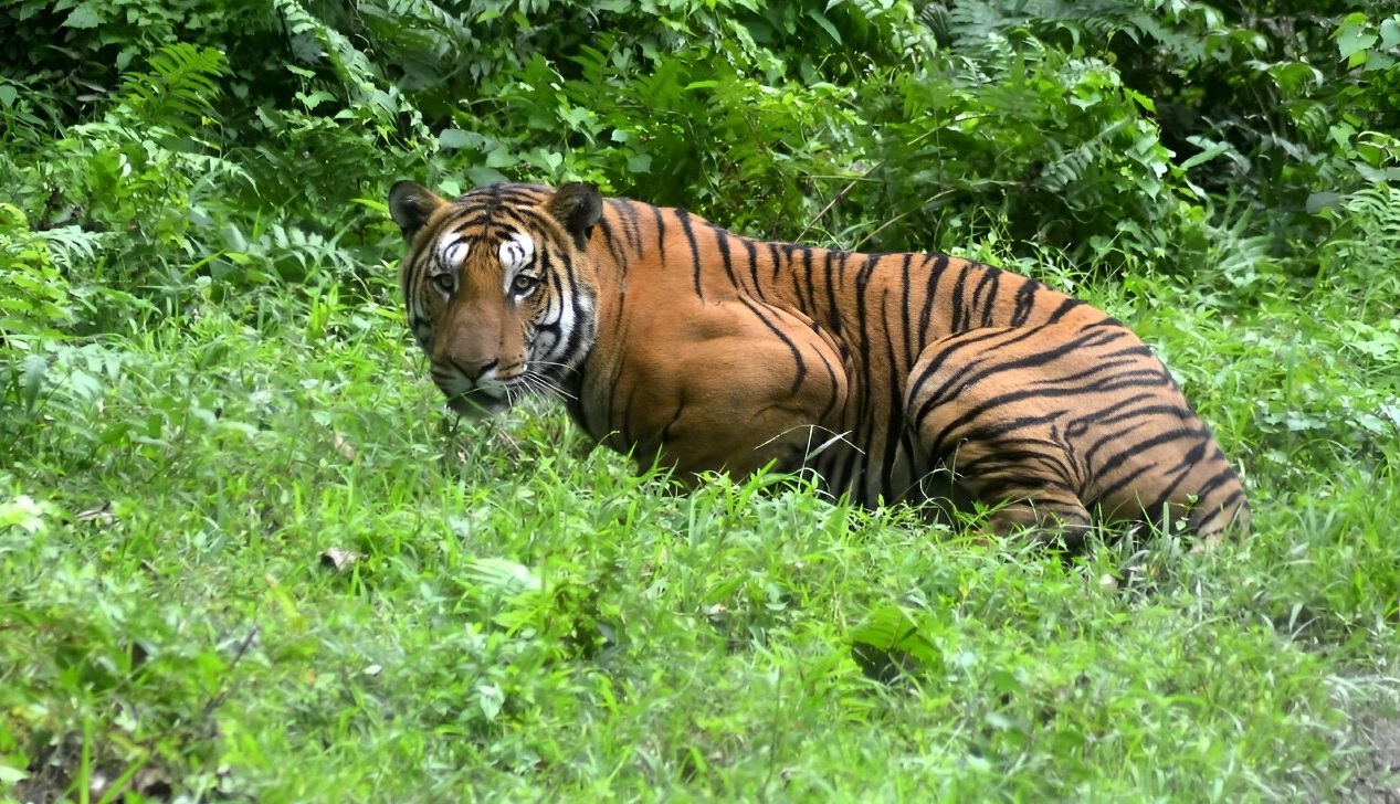 Tiger in Kashmir