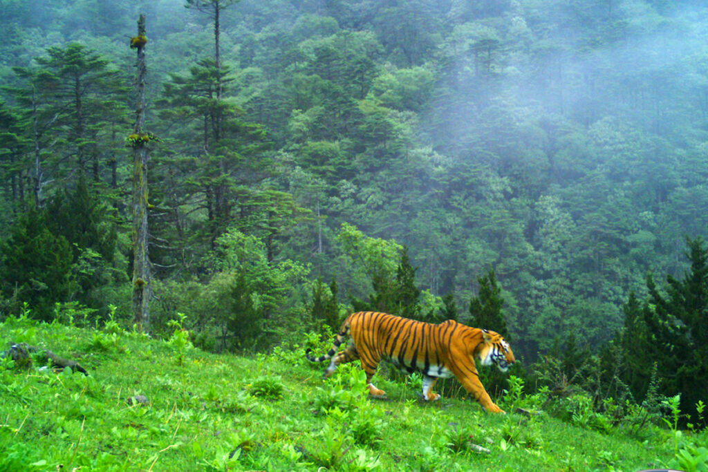 Tiger in Kashmir