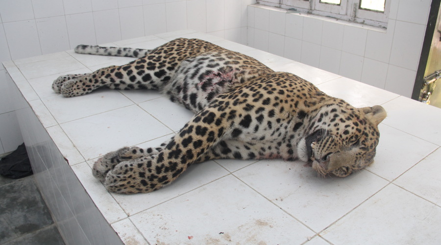 leopard