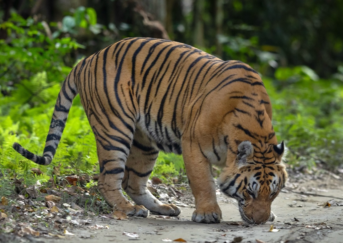 Tiger