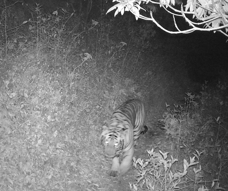 Tiger in Kashmir