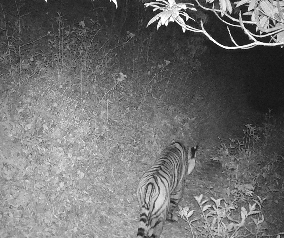 Tiger in Kashmir