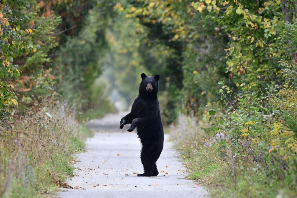 black bear