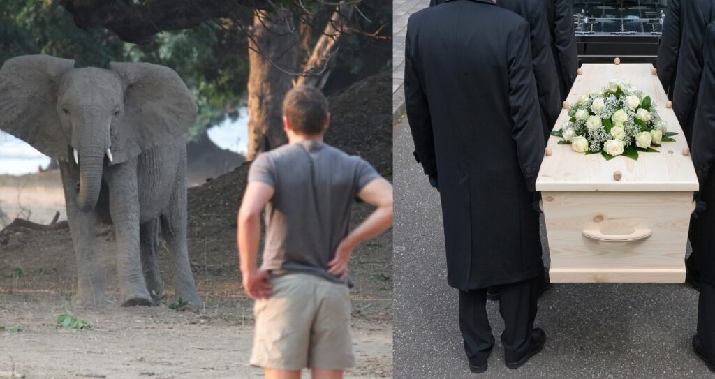 elephant attack
