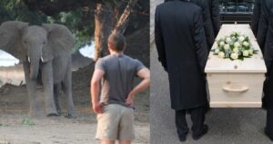 elephant attack