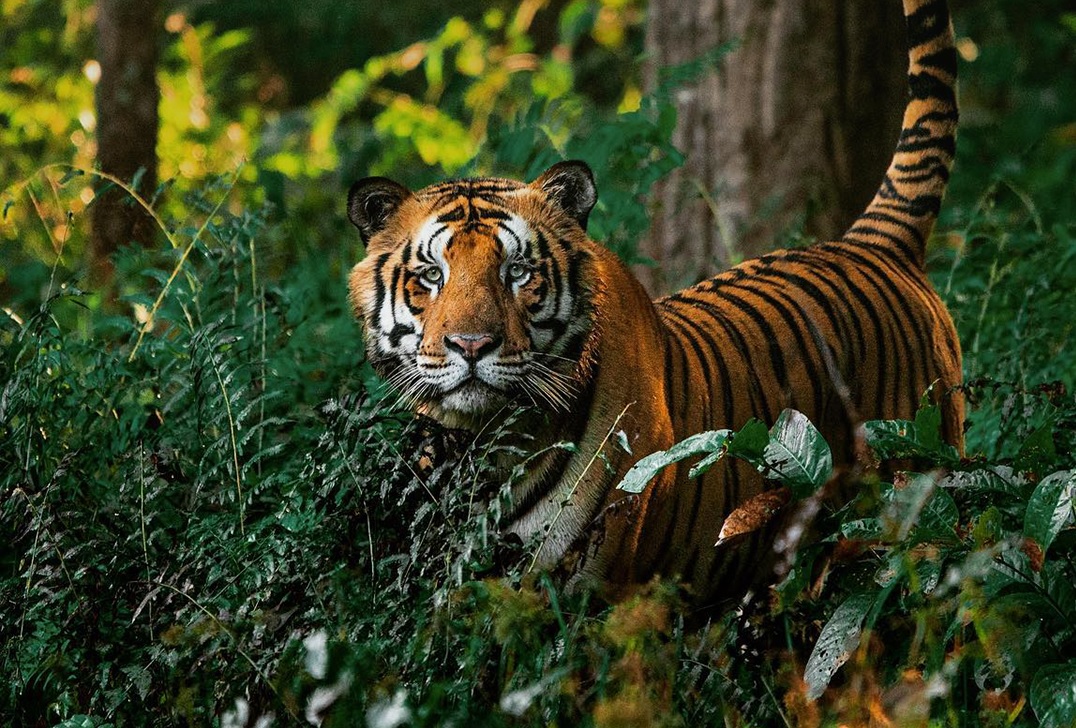 Tiger