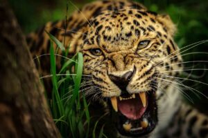 leopard