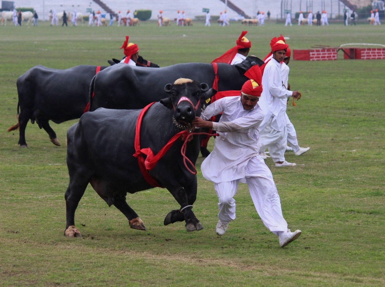 Buffalo