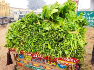 spinach in pakistan
