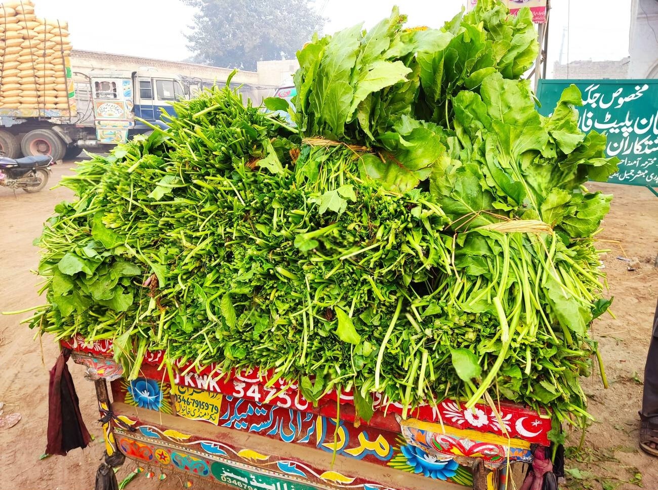 spinach in pakistan