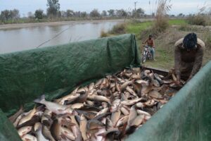 Fish farm