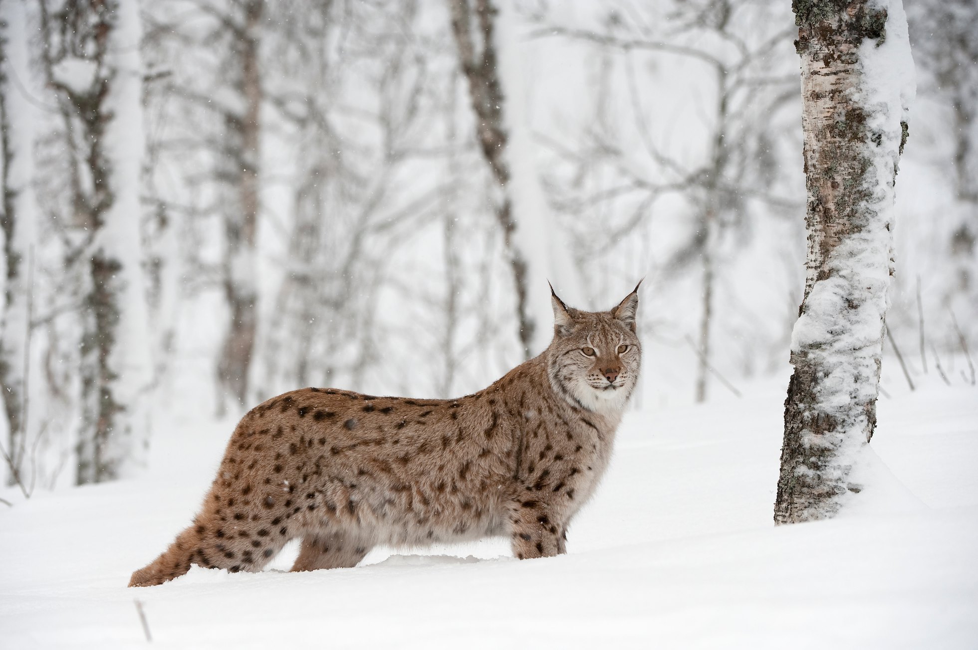 lynx