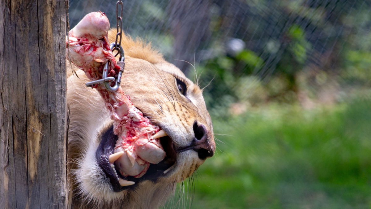 Lion