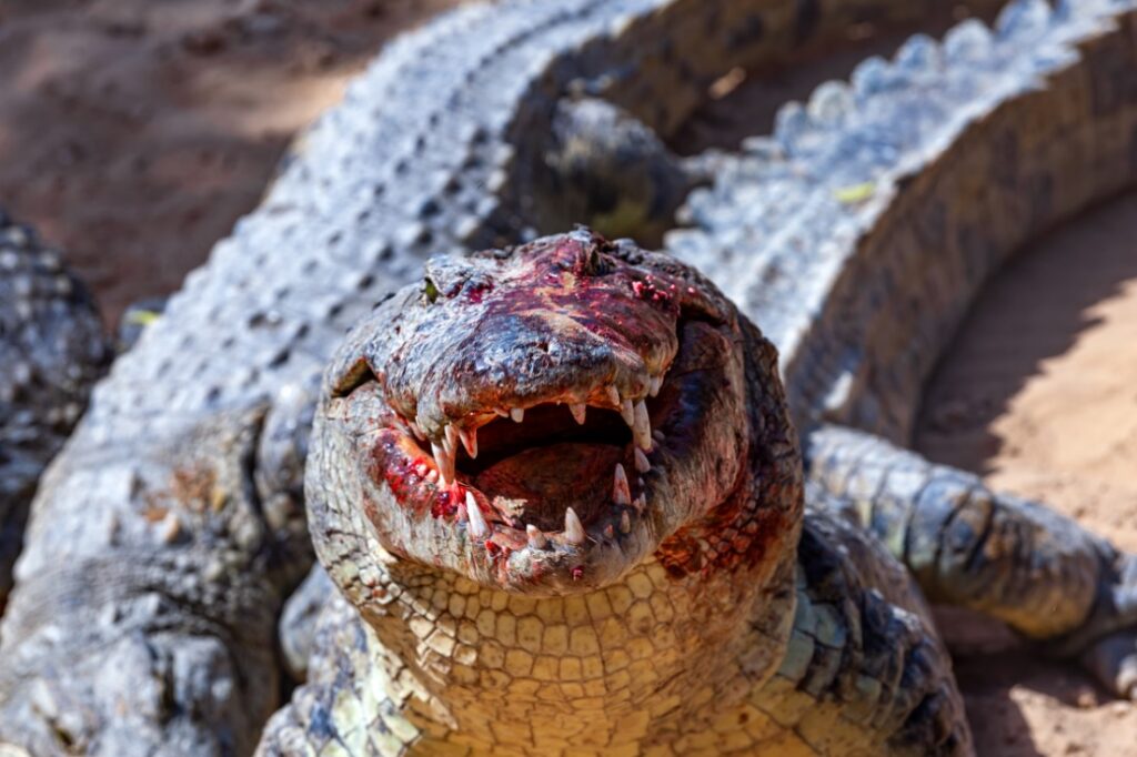 Crocodile