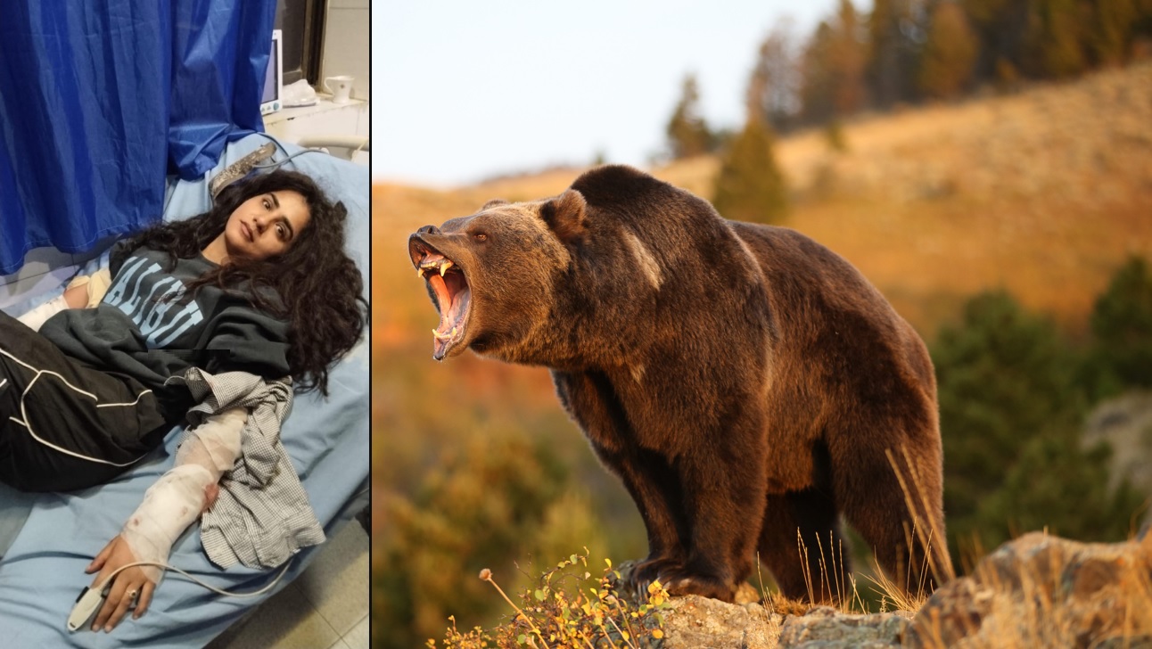 Bear Attack